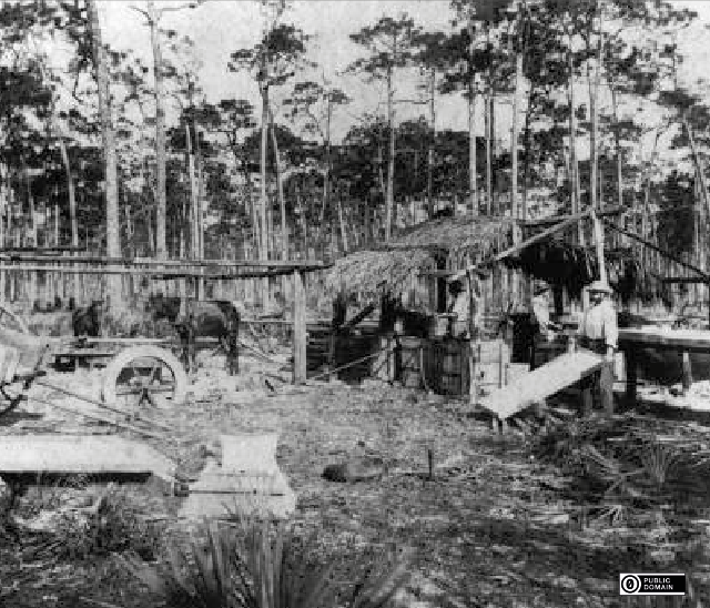 people working at a coontie mill