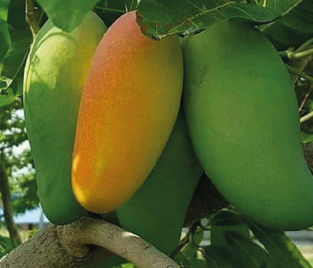 Vertrouwelijk meer en meer De kamer schoonmaken Nam dok mai (Thaise mango)