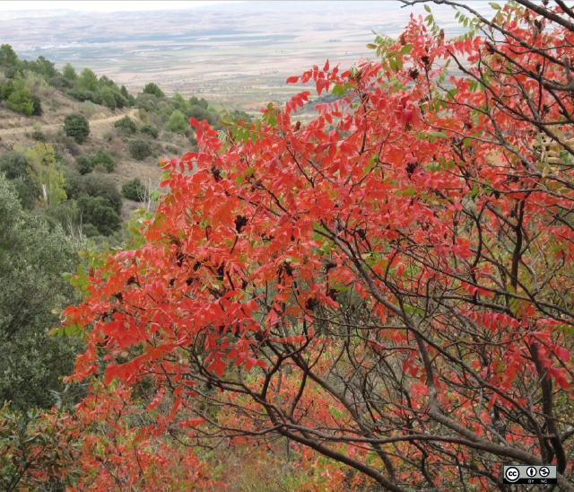 Sumac in de Sierra de Algairén