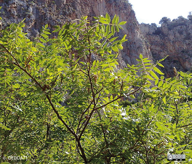 Sumac op Sicilië