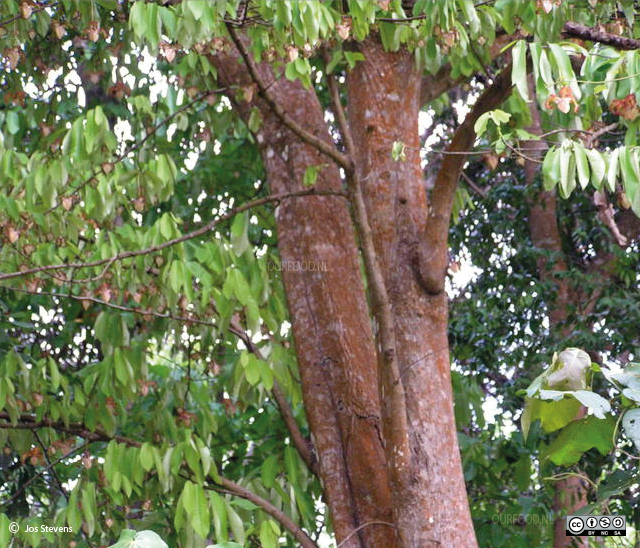  monodora myristica in congo