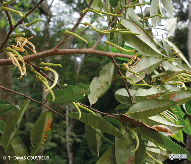 Xylopia aethiopica