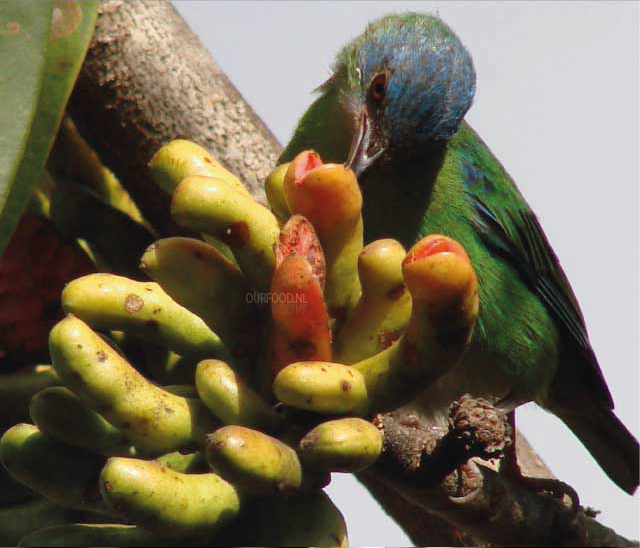 Dacnis nigripes vrouwtje (groen)