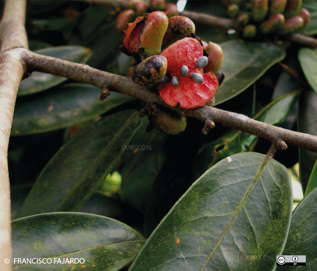 Plantas de Colombia, fotografías de plantas en vivo ordenadas taxonómicamente