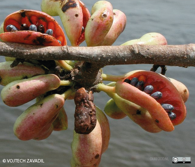 Pimenta de macaco aan de Rio in Venezuela