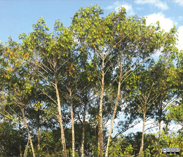 xylopia cericea in de cerrado