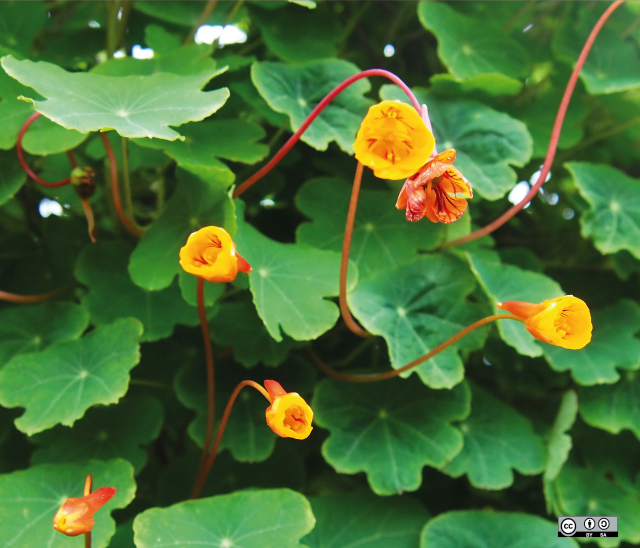 mashua blaadjes (en bloemen)