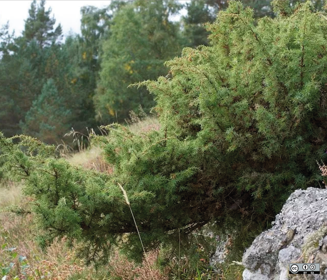 juniper communis in schots cairngorms