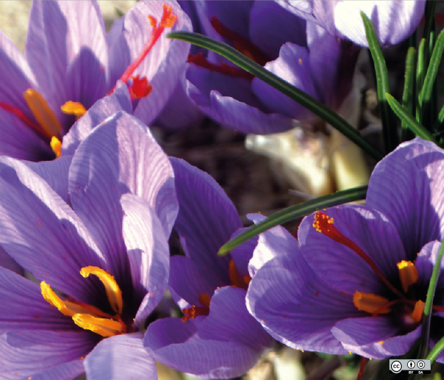 bloeiende crocus sativus