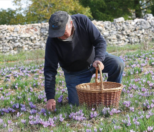 saffraanoogst in Quercy