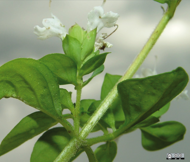 origanum onites