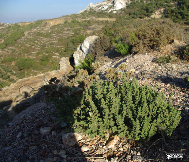 origanum onites
