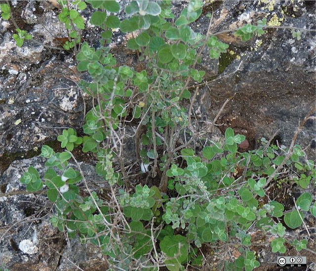 Origanum syriacum in northern Israel