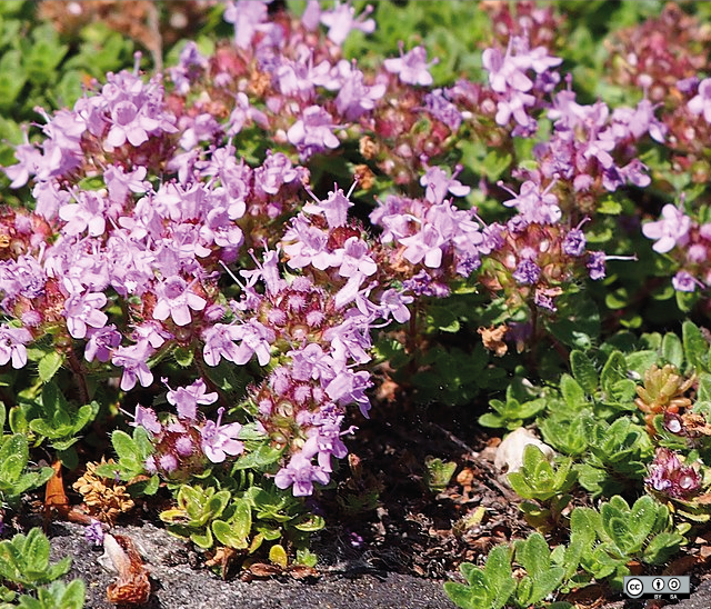 rthymus praecox subsp montana 