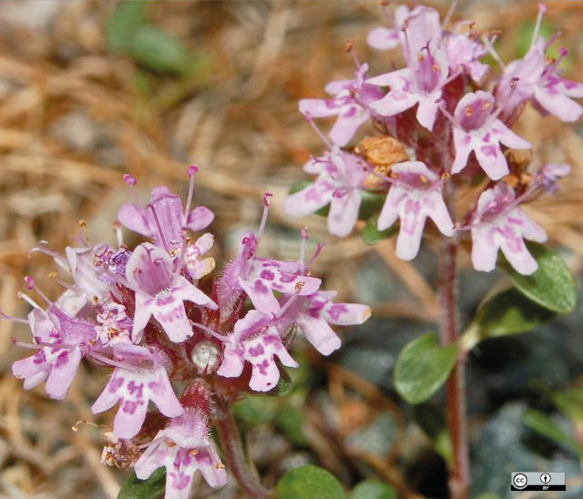 thymus serpyllum