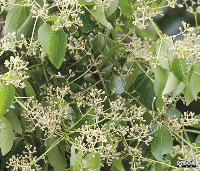 bloeiende kaneelboom (cassia)