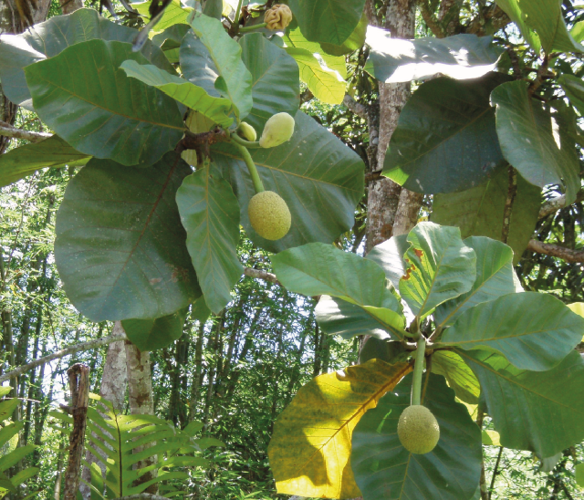 marang