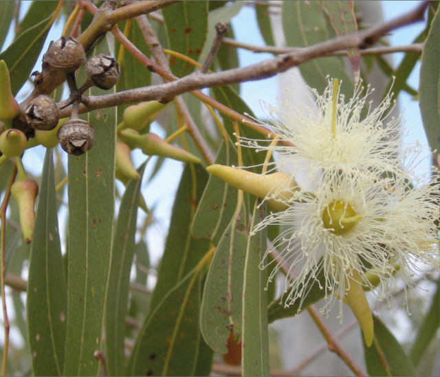 eucalyptus bloesen