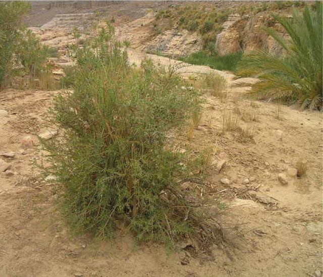 mirte in de sahara