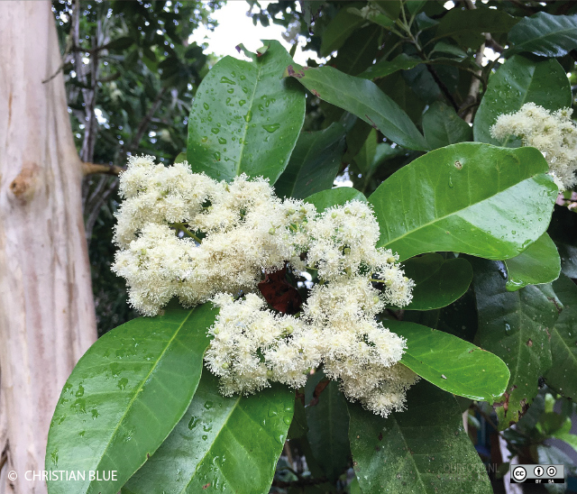 bloeiende pimenta diocia in tikal park, Guatemala