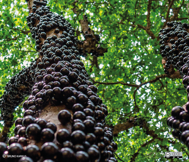 jaboticaba