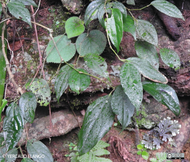 Assam peper in Kerala