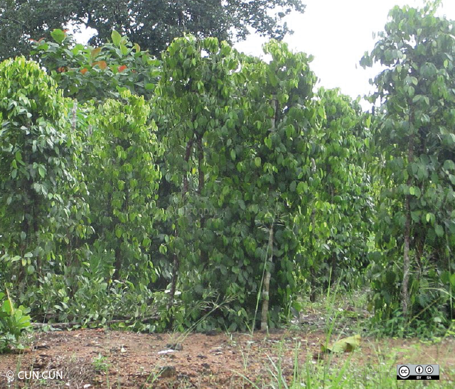 Bangka: muntok plantage