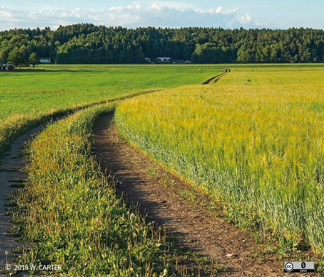 intercropping rogge en tarwe in zweden 