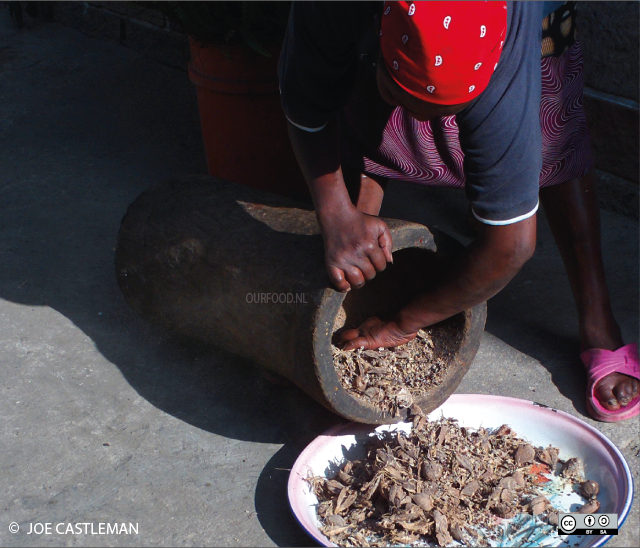 vrouw pelt kororimavruchten in ethiopie