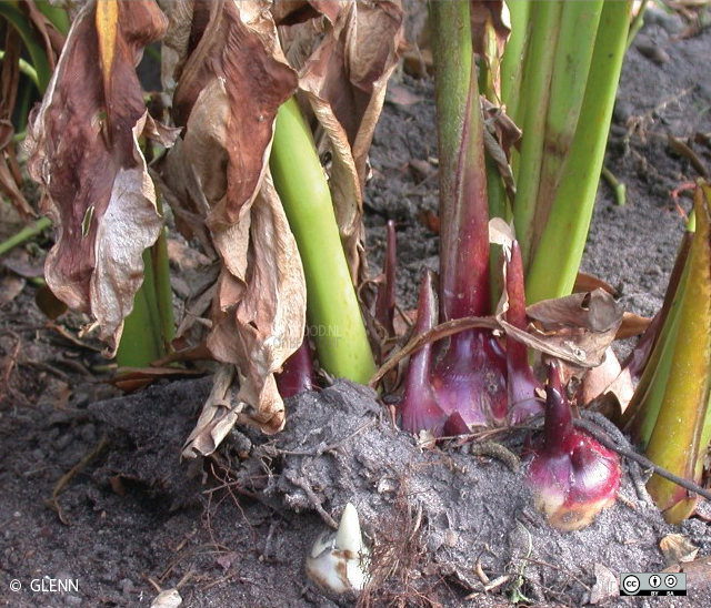 rhizomen aan de voet van de achira